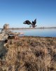 Впервые в Казахстане помечены краснозобые казарки и серые гуси!