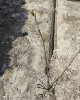 "Қызылжар орман шаруашылығы" КММ-де ағаш отырғызу жұмыстары