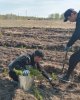 Экологическая акция «Посади дерево»