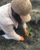 Экологическая акция «Посади дерево»