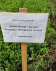 День поля